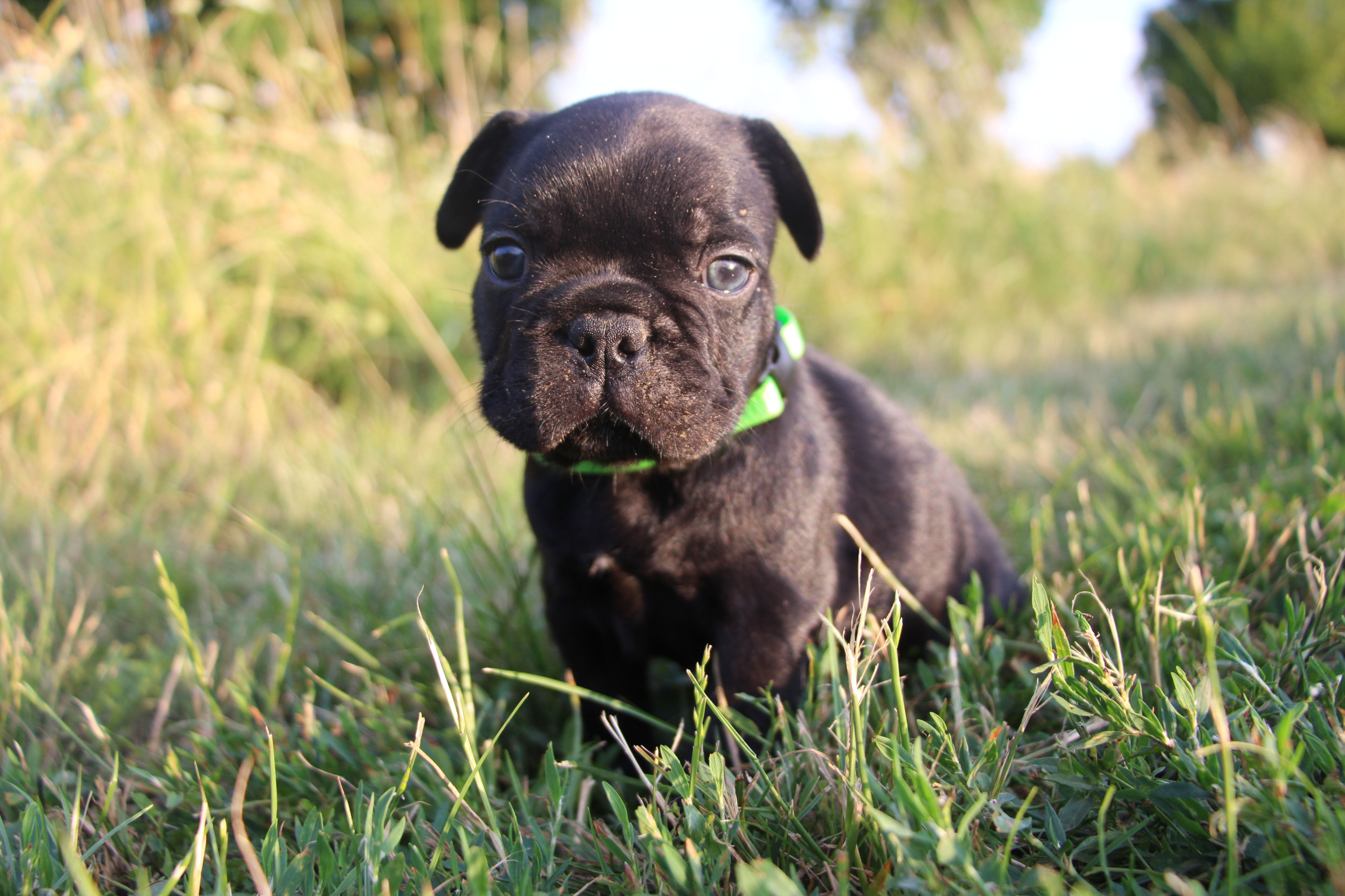 <svg class='green'></svg> <b>Mr.Sirius Black</b> <svg class='green'></svg>